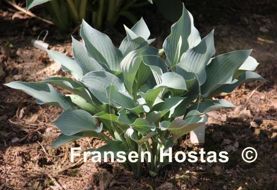 Hosta Smoke Signals